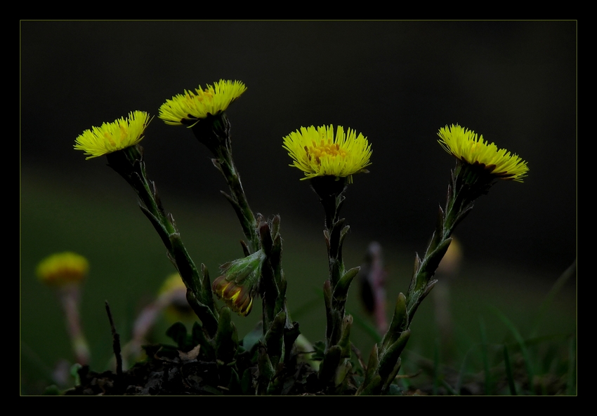 Tussilago farfara