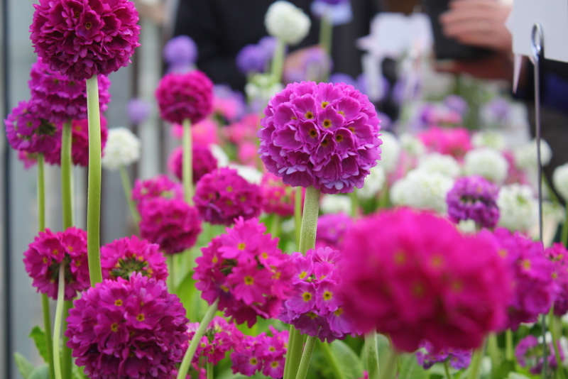 Primula denticulata