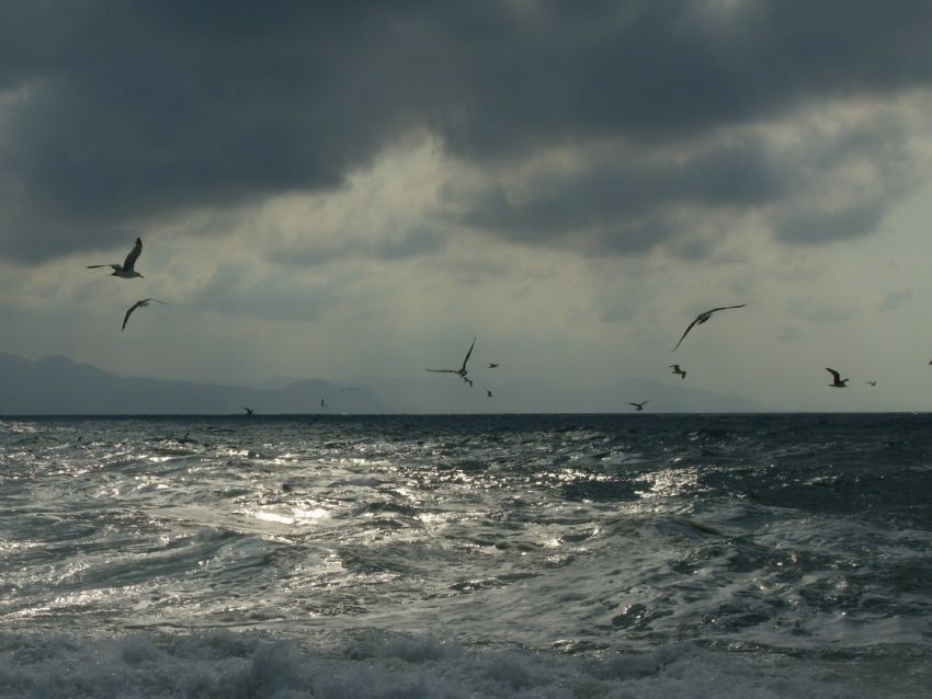 Karadeniz Mart�lar & Gri