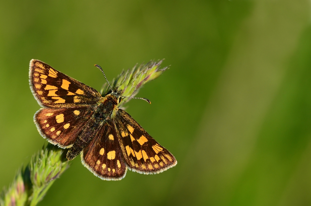 carterocephalus palaemon