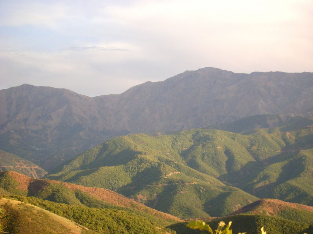 bitlis eltikli kynden