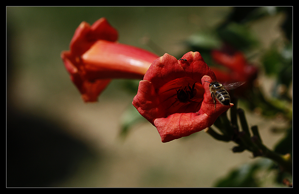 Tozlamalar Zaman (4)