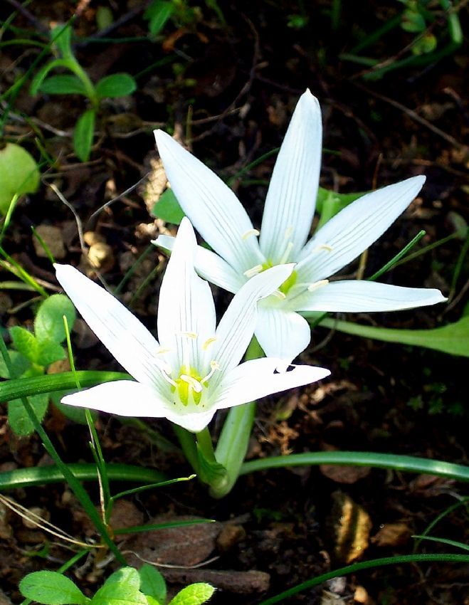 ornithogalum