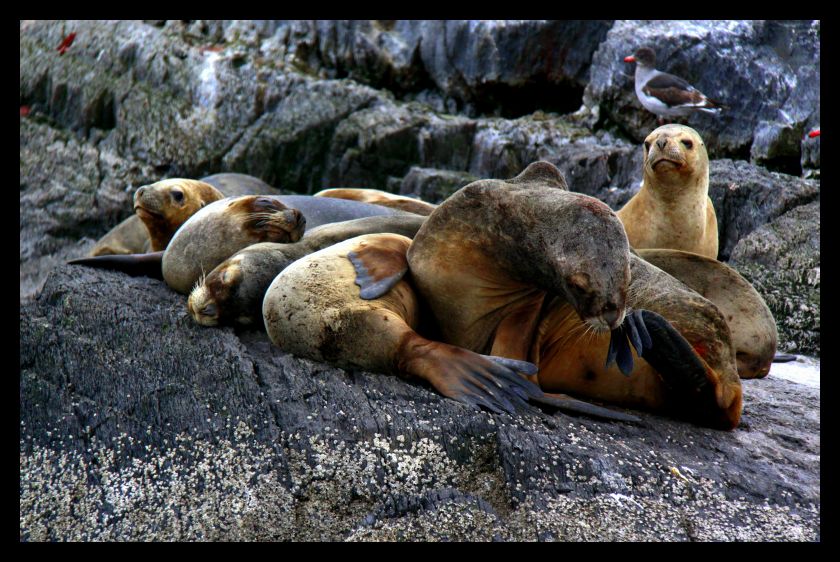 My sea lions
