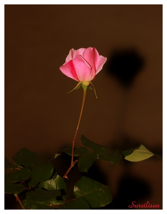 G�LGEN D��T� �ZER�ME