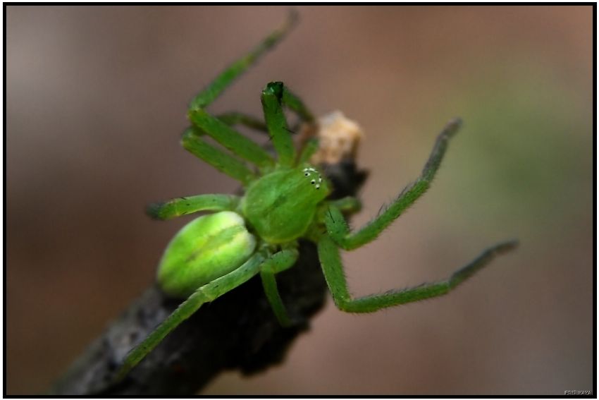 Micrommata virescens-1