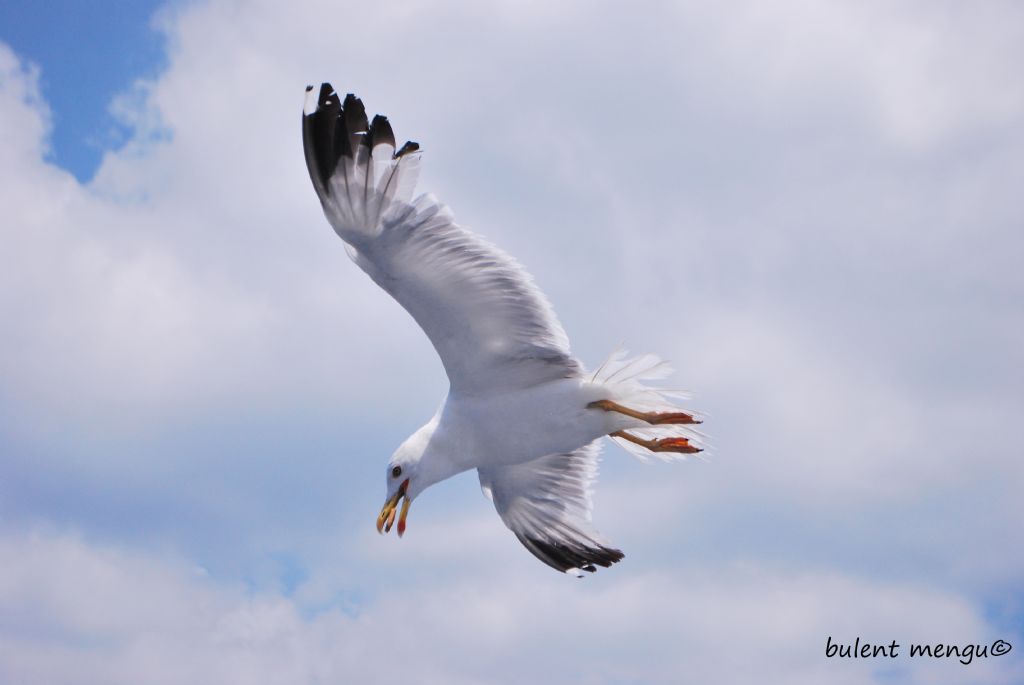 ekmek ....ve ... mart