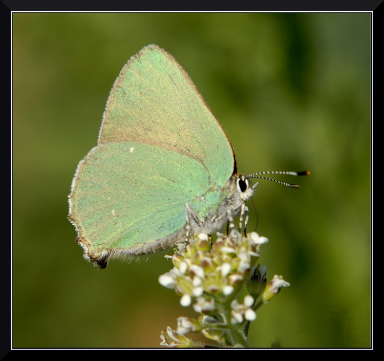 Yesil Zumrut -RUBI