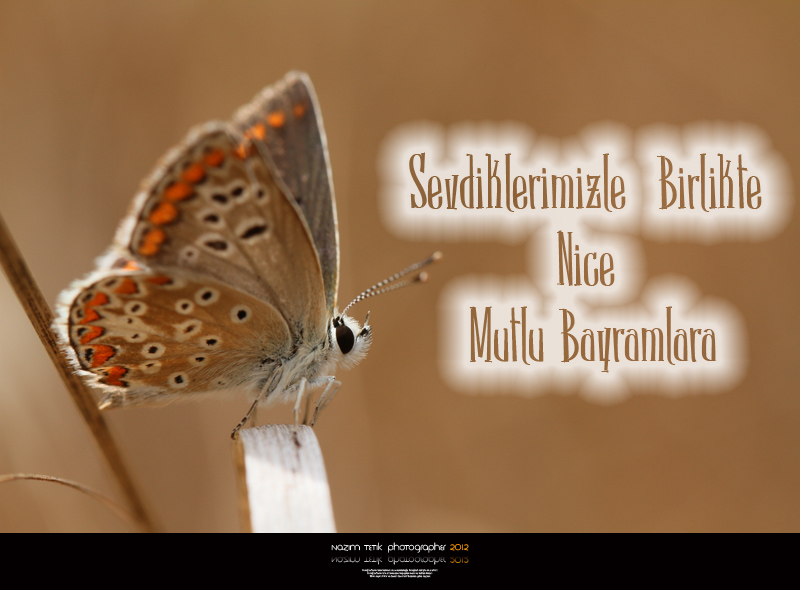 ... ::: Mutlu Bayramlar ::: ... 