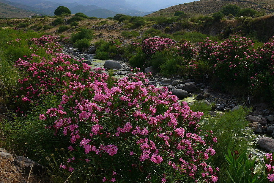  Haziran Pembesi