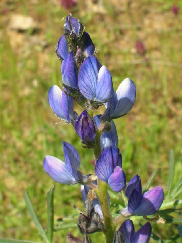 Lupinus angustifolus