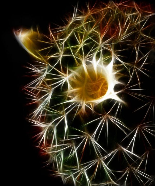 Prickly White Fractal Fantasy