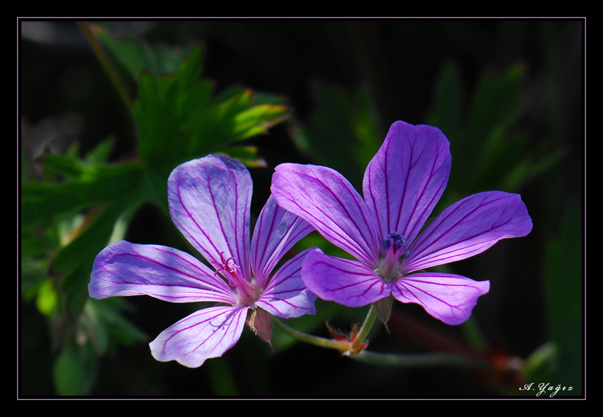 Geranium