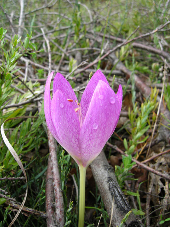 Colchicum bivonae 