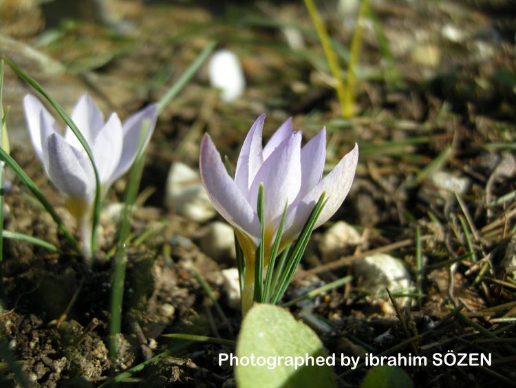 Crocus biflorus subsp. punctatus