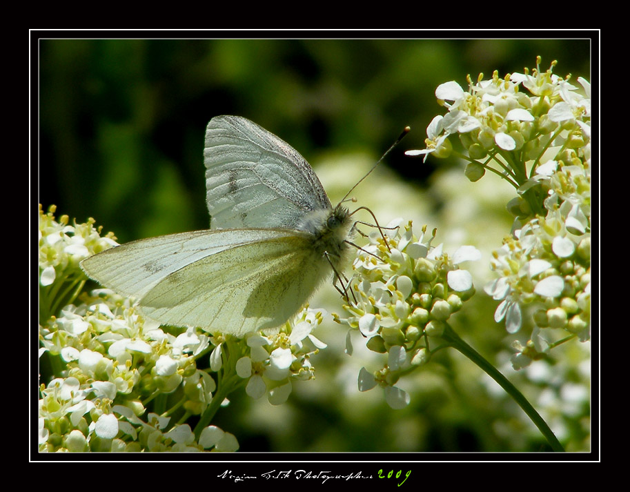 ... ::: Beyaz stnde Beyaz ::: ...
