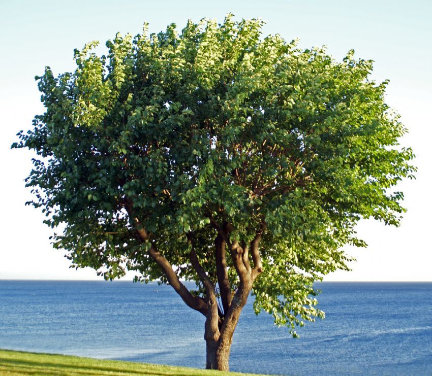 �u kar��daki tek top a�a�2