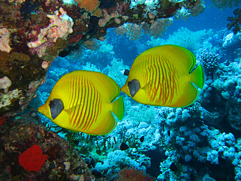 Masked Butterfly Fish