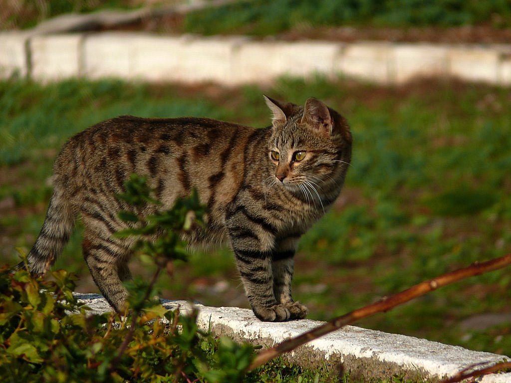 Kedidir Kedi!