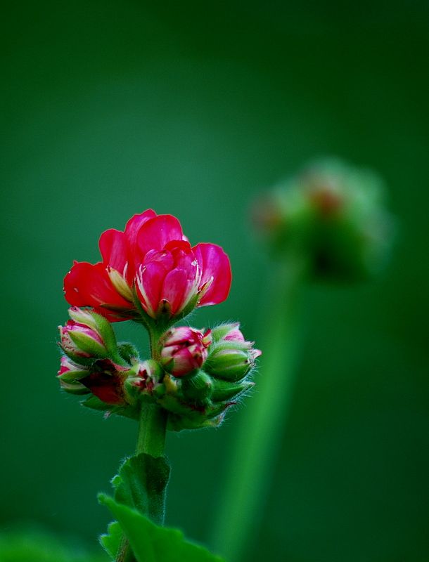 Denemeler 2 TOMURCUK