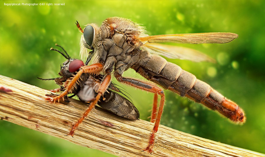 Robber Fly hunter