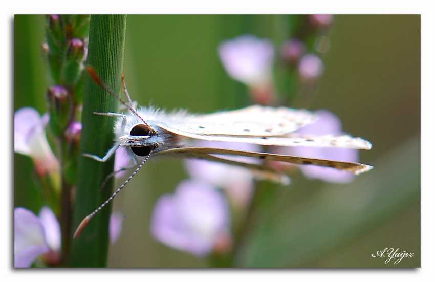 �ok g�zl� Balkan mavisi 