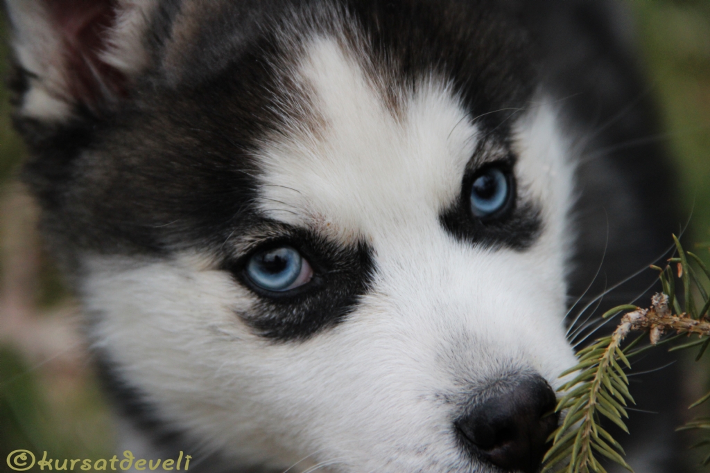 Husky