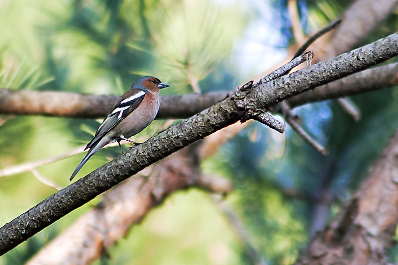 Rengarenk yaamlar...