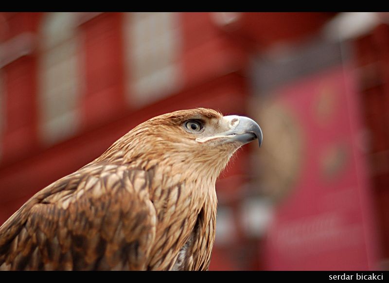 Eagle of The Kremlin