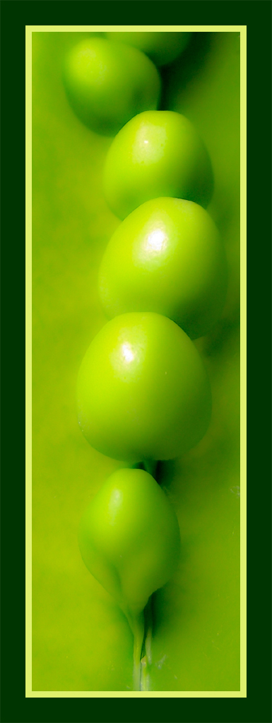 Peas (Bezelye)