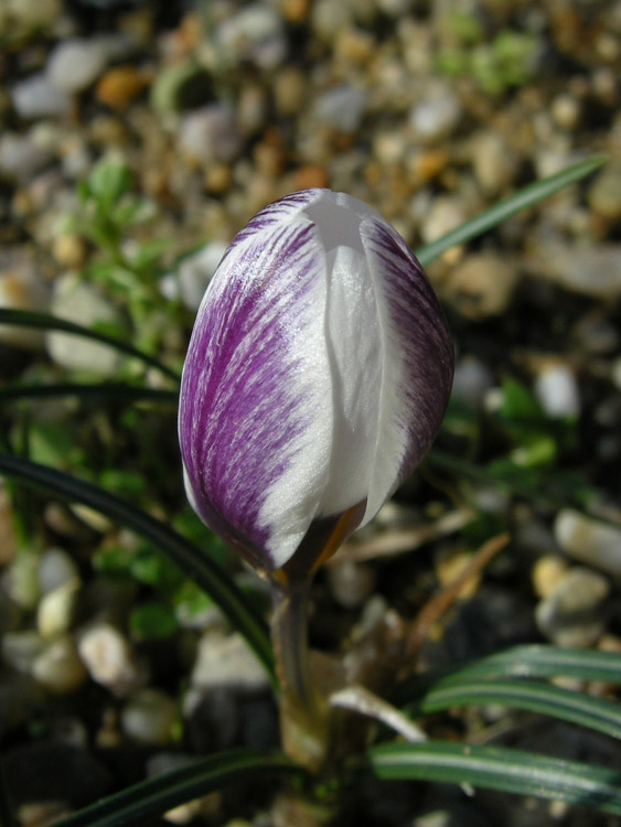 Crocus biflorsu subsp. nubigena 