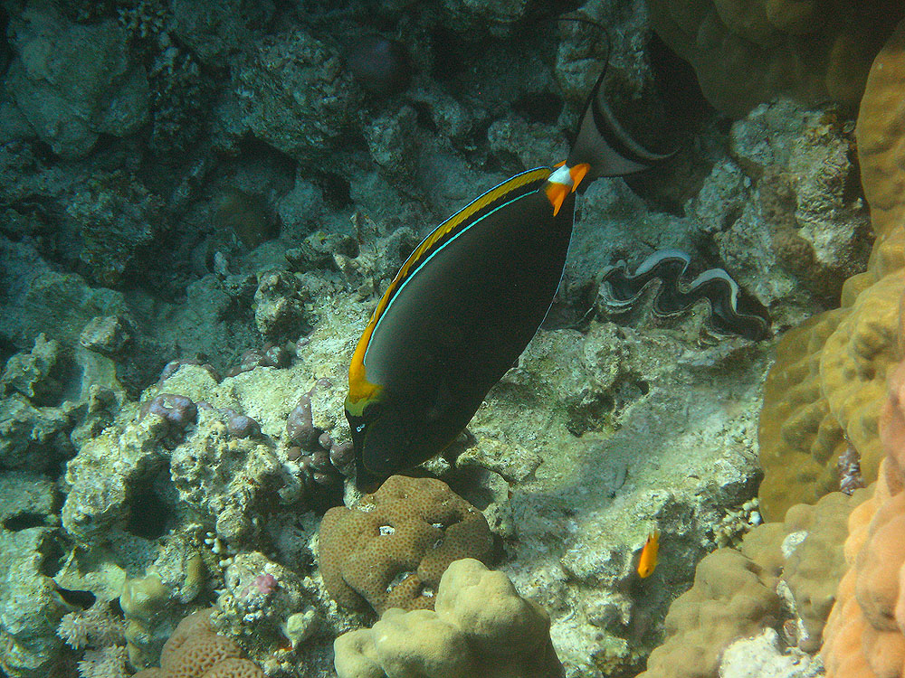 Orangespine Unicornfish