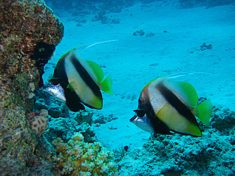 Red Sea Banner Fish