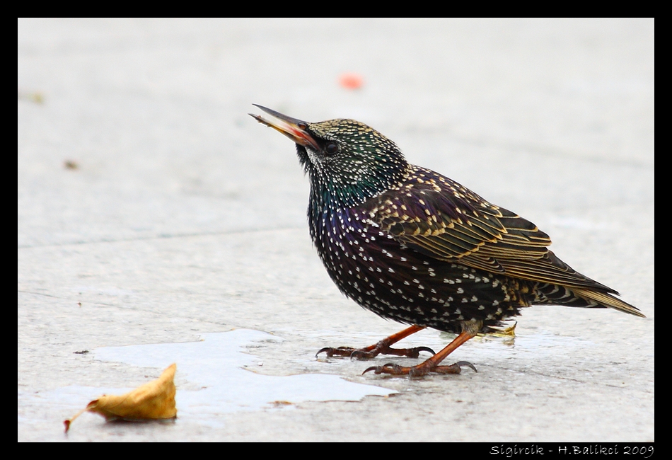 Su erken Ylan Bile Dokunmazm :)