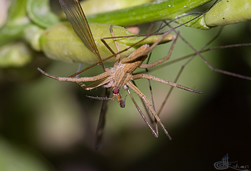 Arachnida vs. Tupilidae