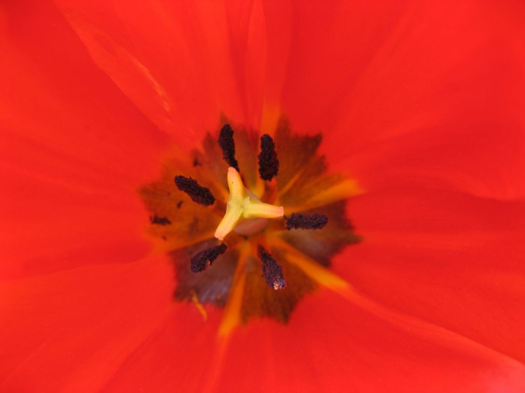 papaver,,,