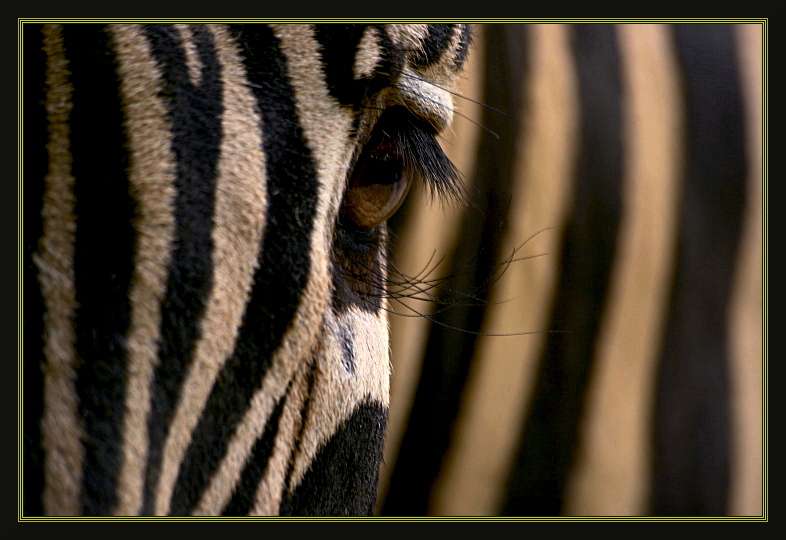 ZEBRA