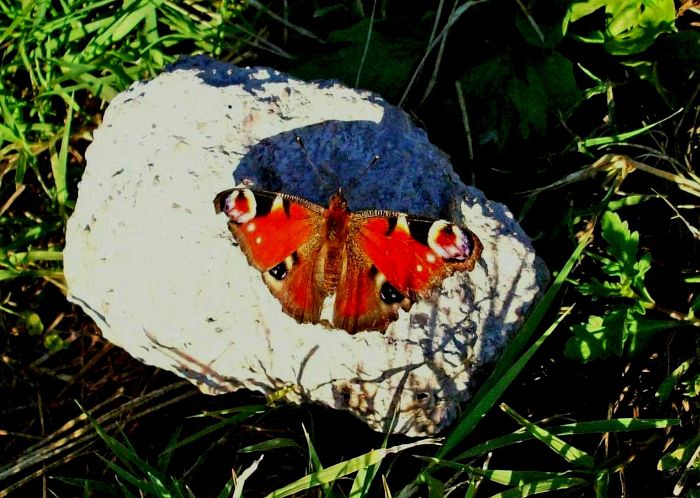 Butterfly And Sunset