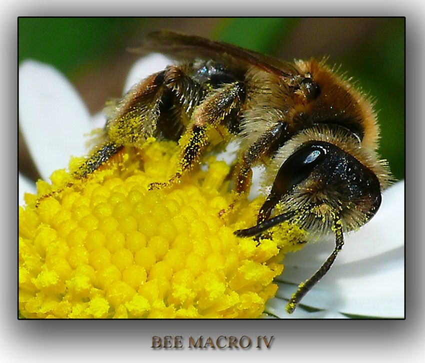 BEE MACRO IV