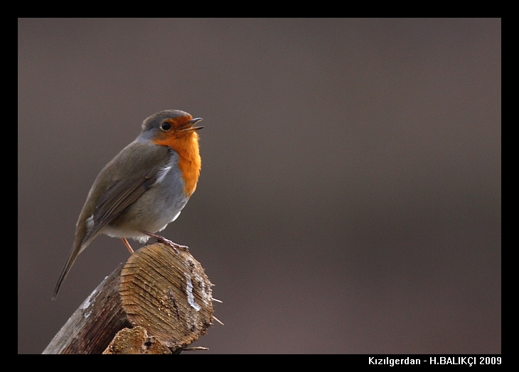 Onu tanmayan yok bu sitede :)