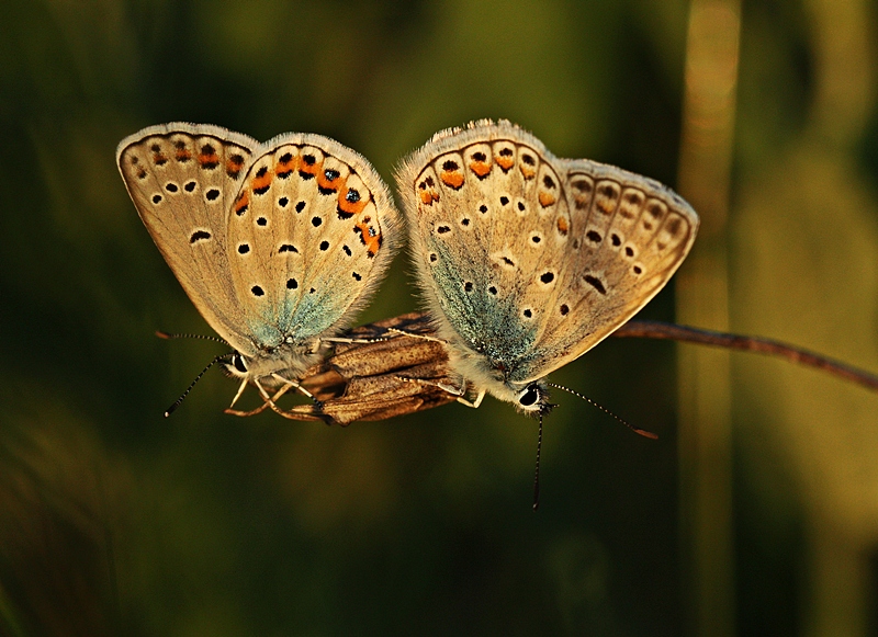 Bir dalda iki kiraz...