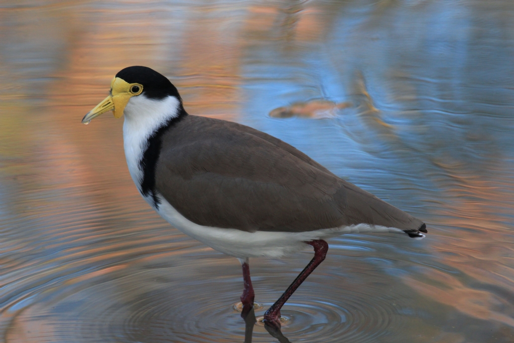 Masked Lapwing (vanellus miles)