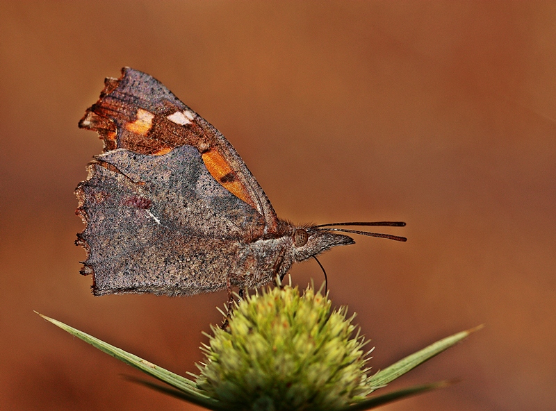 itlembik kelebei(Pinokyo)