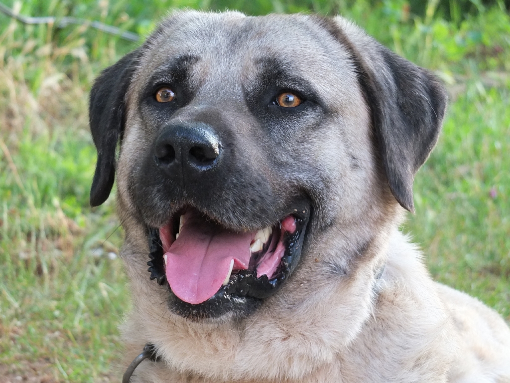 Kangal Kpei