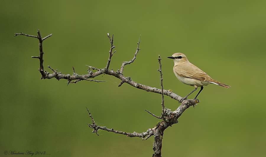 Boz kuyrukkakan Isabellina wheatear / Oenanthe isa