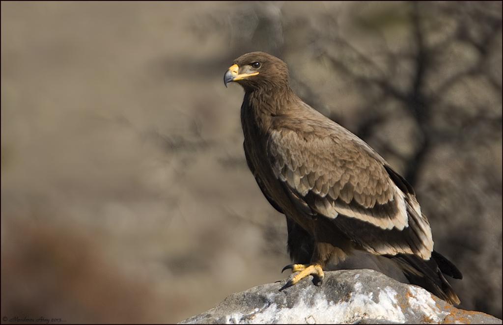 Bozkr kartal Steppe eagle / Aquila nipalensis