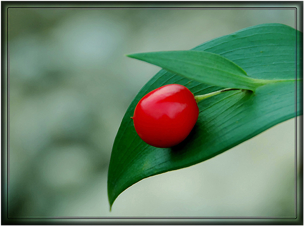 Ruscus aculeatus