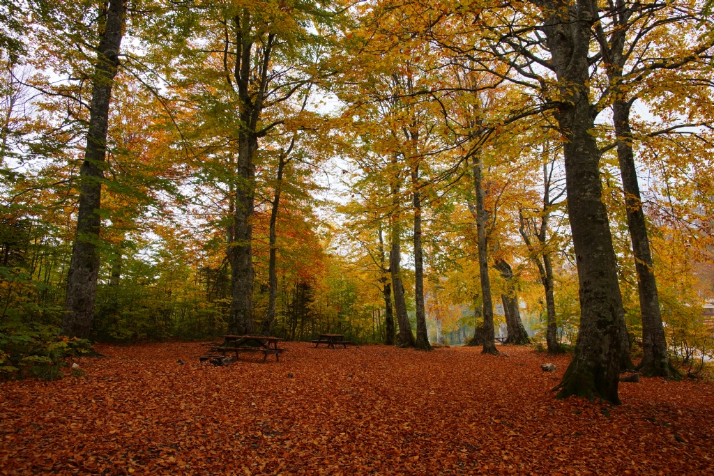 kartepe de sonbahar 2