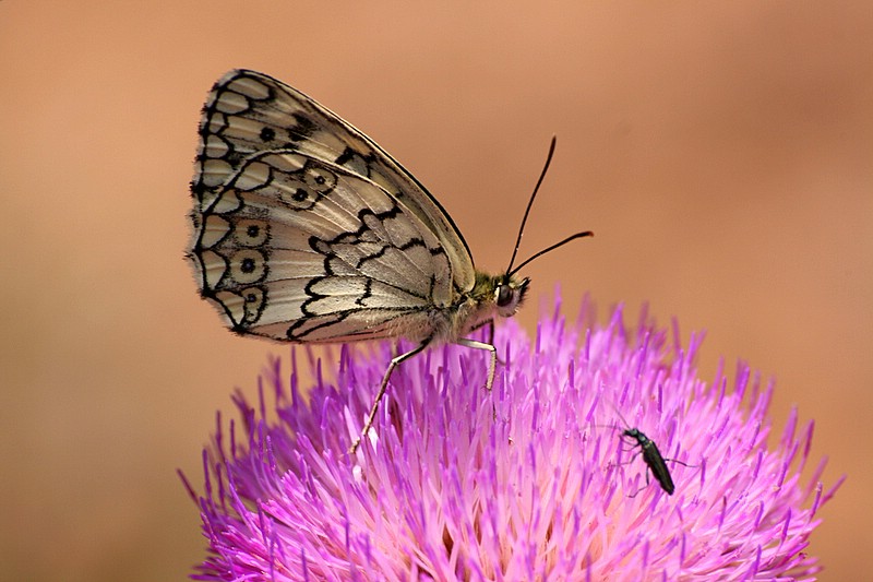 DKEN GZEL ANADOLU MELKES