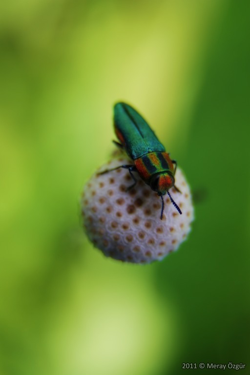 Macro Tube ile Macro ekim